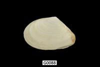 藏品(櫻蛤)的圖片